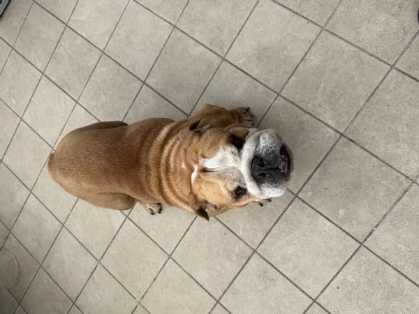 Bulldog inglese 8 anni | Foto 0