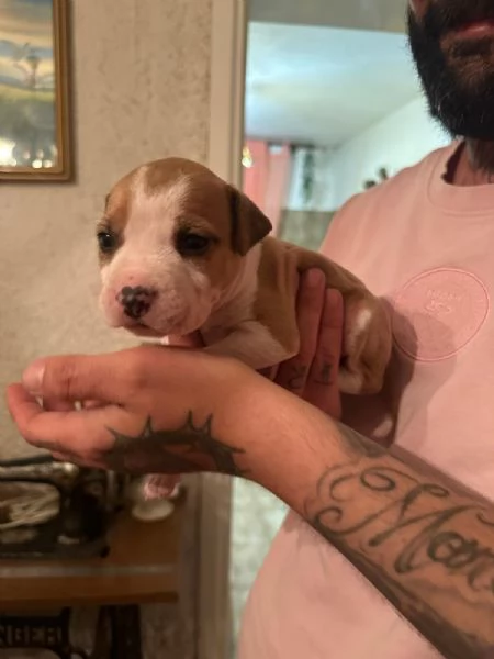 Cuccioli di American Staffordshire Terrier  | Foto 6