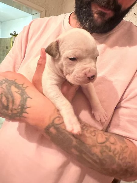 Cuccioli di American Staffordshire Terrier  | Foto 3