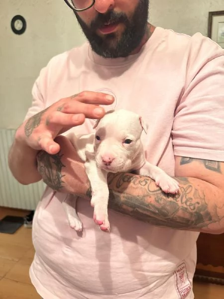 Cuccioli di American Staffordshire Terrier  | Foto 2