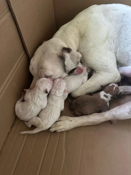 Cuccioli di American Staffordshire Terrier  | Foto 1