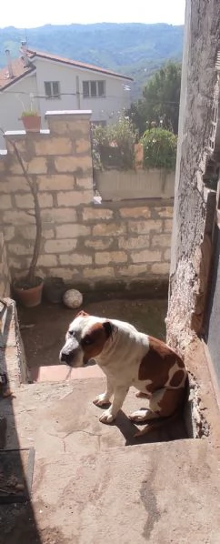 Cuccioli di American Staffordshire Terrier  | Foto 0