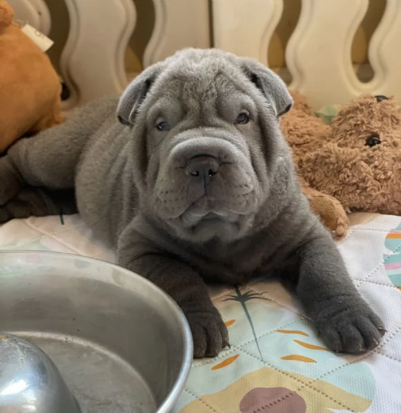 Affettuosi cuccioli di Sharpei