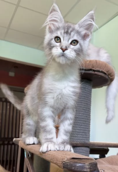 Maine coon cuccioli