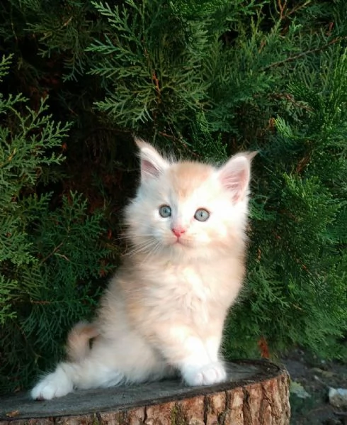 Gattini Maine CoonAmorevoli e Giocherelloni | Foto 0