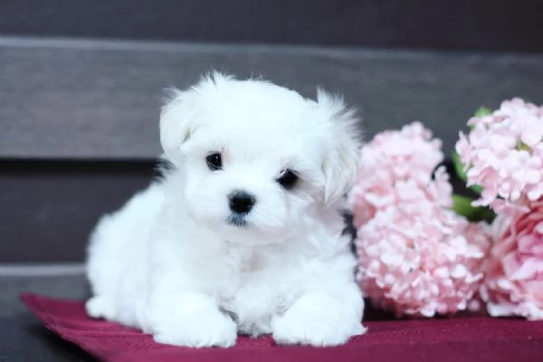 Cuccioli di razza Maltese Toy | Foto 0