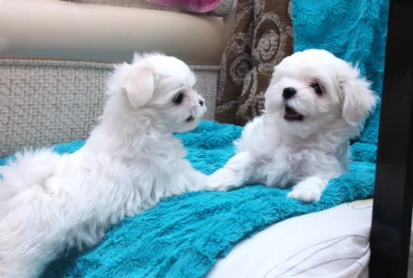 Cuccioli Maltese toy dai 3 ai 4 mesi 