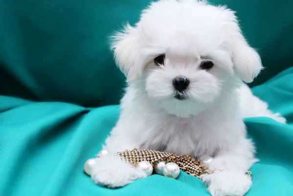 Maltese toy cuccioli