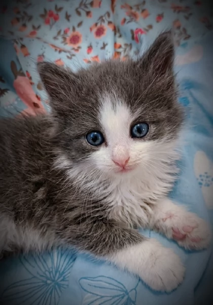 Bellissimi Cuccioli Siberiani pedigree Enfi | Foto 6