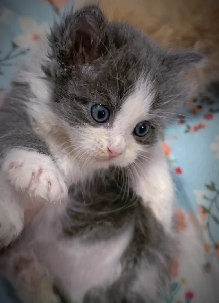 Bellissimi Cuccioli Siberiani pedigree Enfi | Foto 5