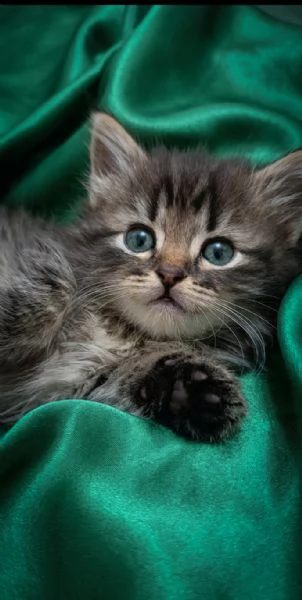 Bellissimi Cuccioli Siberiani pedigree Enfi | Foto 3
