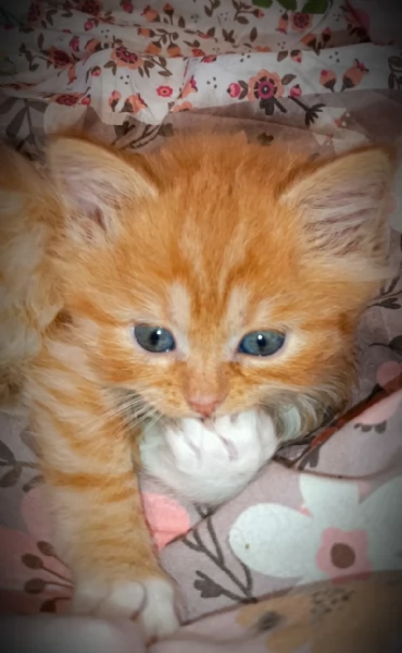 Bellissimi Cuccioli Siberiani pedigree Enfi | Foto 2