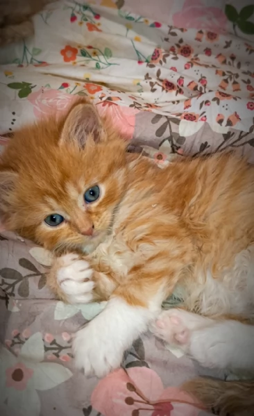 Bellissimi Cuccioli Siberiani pedigree Enfi | Foto 1