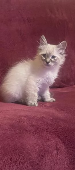 Gattino ragdoll 2 mesi affettuoso  | Foto 1