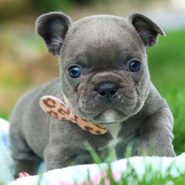 Cucciolo di Bulldog Francese in adozione gratuita regalo