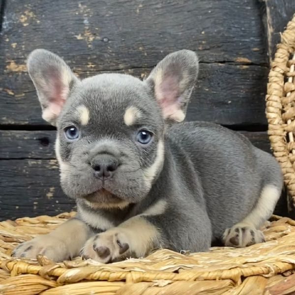 Cucciolo di Bulldog Francese in adozione gratuita regalo | Foto 1