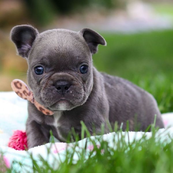 Cucciolo di Bulldog Francese in adozione gratuita regalo | Foto 0