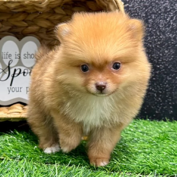 Splendido Spitz di Pomerania in adozione gratuita