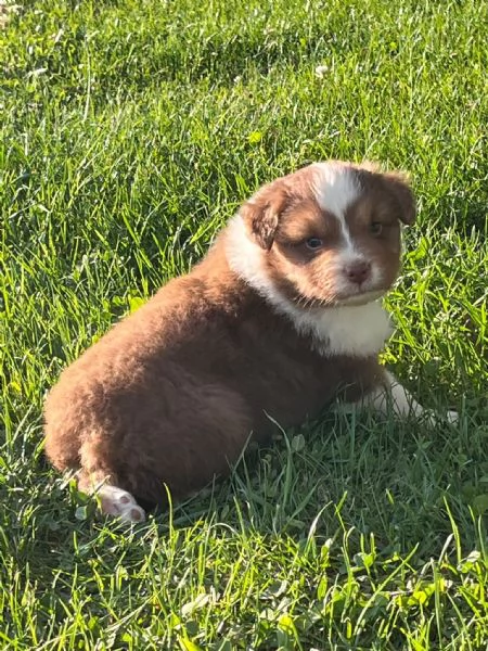 cuccioli pastore australiano | Foto 6