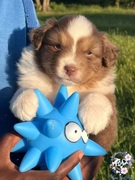 cuccioli pastore australiano