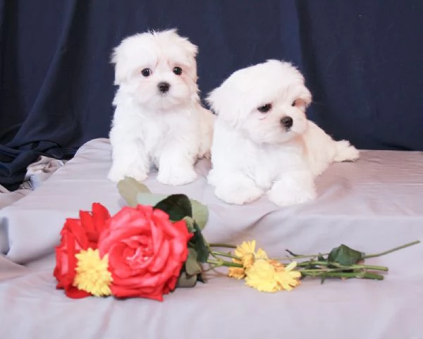 Maltese toy cuccioli