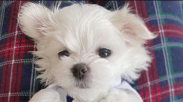 Cuccioli di razza Maltese Toy | Foto 0