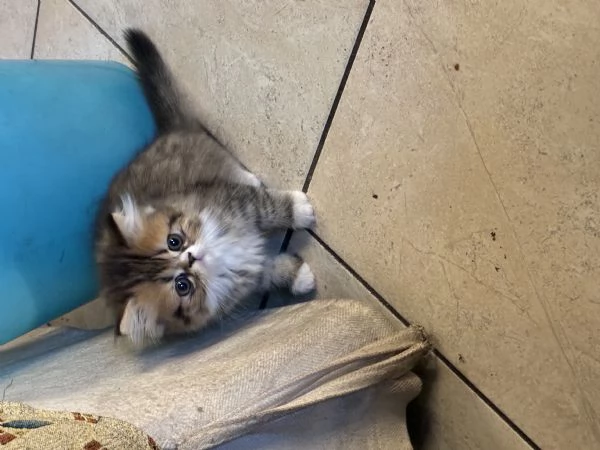 Cucciolo di peraiano | Foto 1