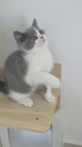Due meravigliose British shorthair | Foto 1
