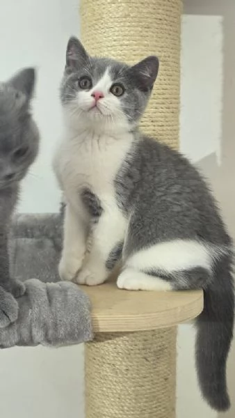Due meravigliose British shorthair | Foto 0