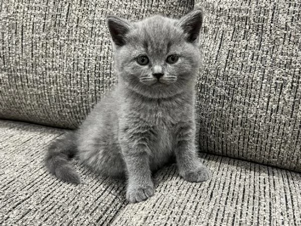 Cuccioli di british shorthair  | Foto 0