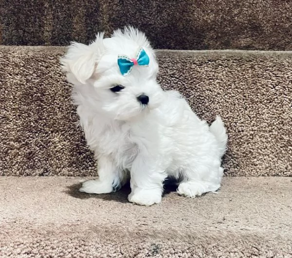 Maltesei cuccioli maschio e femmina
