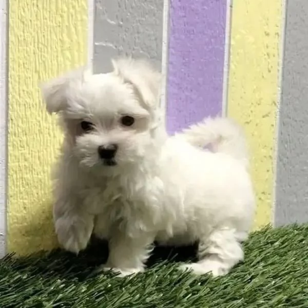 Due deliziose cucciole Maltese | Foto 0