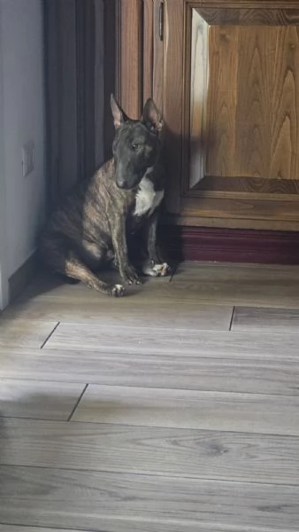 Regalo Bull terrier miniature tigrato femmina di 2 anni