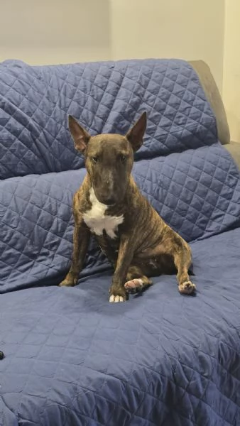 Regalo Bull terrier miniature tigrato femmina di 2 anni | Foto 3