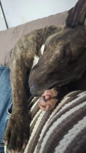 Regalo Bull terrier miniature tigrato femmina di 2 anni | Foto 2