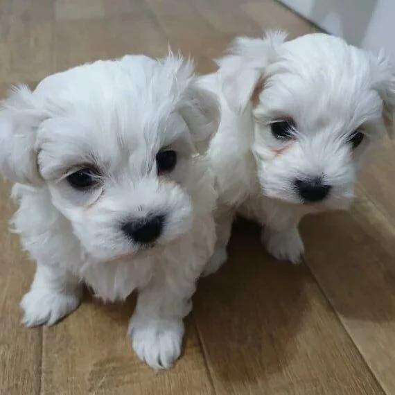 Maltese Toy  | Foto 0
