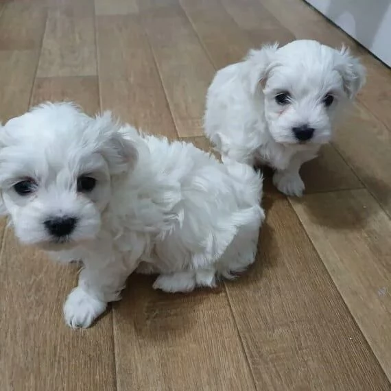Maltese Toy 