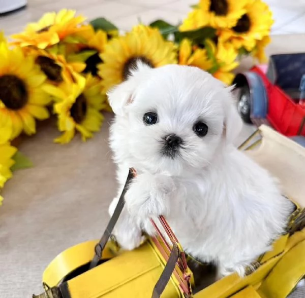 Maltese mini Toy | Foto 0