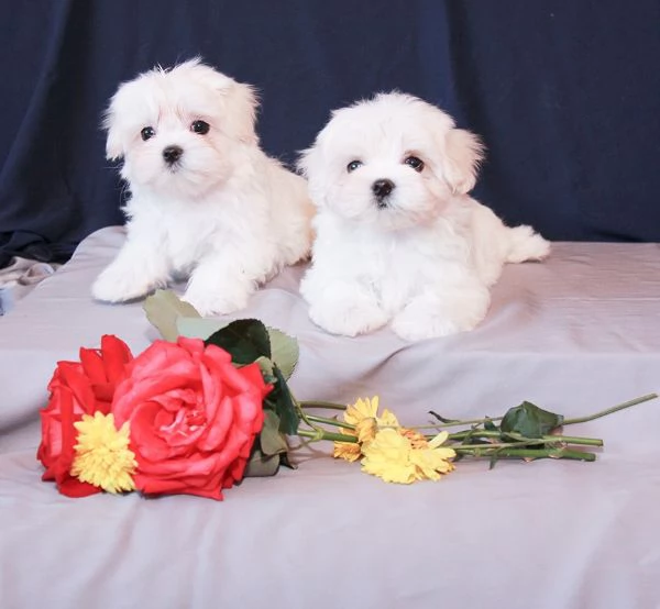 Cuccioli di razza Maltese Toy | Foto 0
