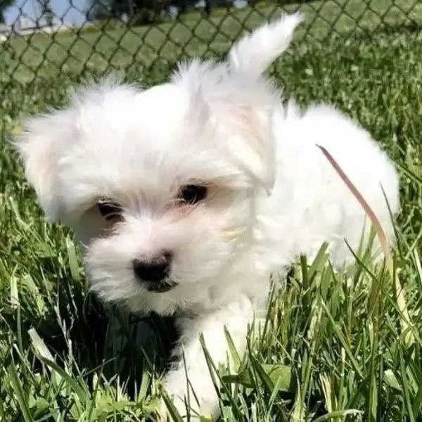 Cuccioli di Maltese Toy