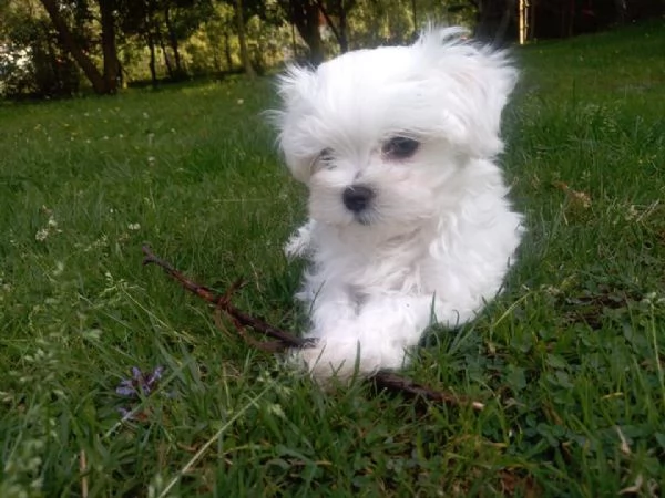 Maltese toy cuccioli