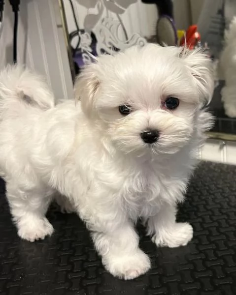 CUCCIOLI MALTESE TOY | Foto 0