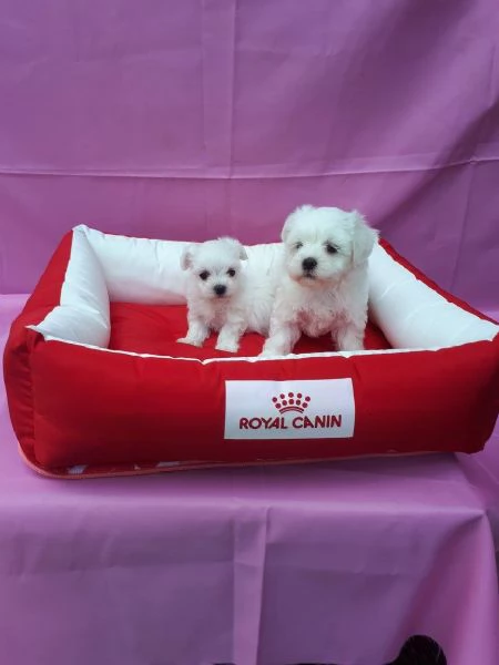 Maltesei cuccioli maschio e femmina | Foto 0