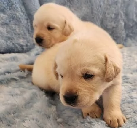 Cerchi cuccioli di Golden Retriever in vendita vicino a te