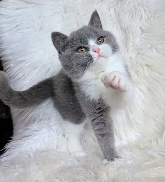 Cuccioli British Shorthair
