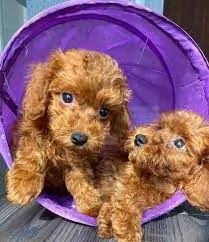 Cuccioli di barboncino toy in vendita