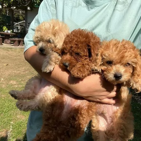 Cuccioli di barboncino toy in vendita | Foto 0