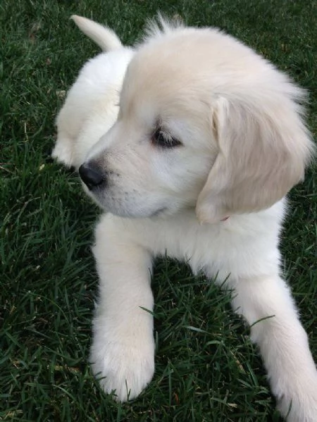 Cuccioli di Golden Retriever Maschio e Femmina