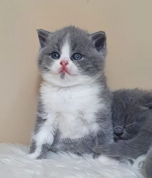 Gattini British Shorthair | Foto 0