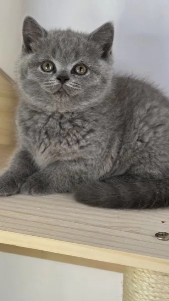 Gatti British shorthair | Foto 0